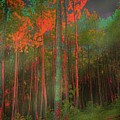 Autumn in the Magic Forest