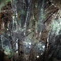 Zauberwald Vollmondnacht Magic Forest Night of the Full Moon